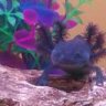 axolotllove