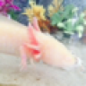 Zoda13