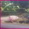 AxolotlLicious