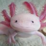 AbrahamAxolotl