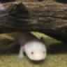 Axolotl1