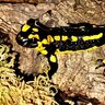 Newt Hiker