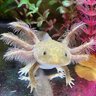 MotherofAxolotls