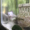 Axolotl owner_neco