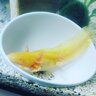 traveling_lotls