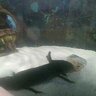 AxolotlJude