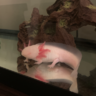 Axolotl52