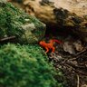 eastern_newt_obsesser