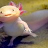 Axolotl:D