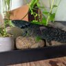 Asholotl