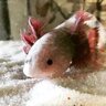 Hunter_Axolotls