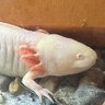 Phillotl