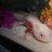 axolotl lvr