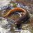 Simonharperwildlife