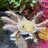MotherofAxolotls