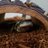 PerryTheSalamander