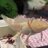Animal_addict_88