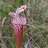 drosera