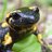 Salamander_Student