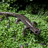 Plomeo_Andrew