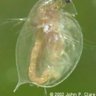 Daphnia: An Aquarist's Guide