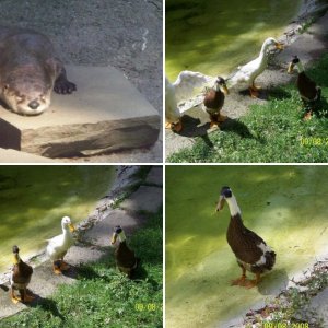Sept 2008 vacay-Ross Park Zoo, Binghamton NY