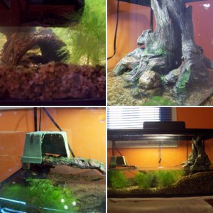 New C.Orientalis Tank