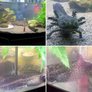 My Axie Ladon