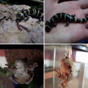 Slimy2