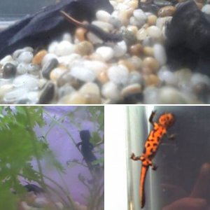 My newts