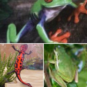 My Frog and My friend kelsee's pets