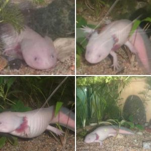 YUYU MY AXOLOTL
