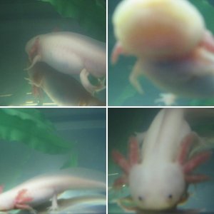 Balthazar (aka my Axolotl)