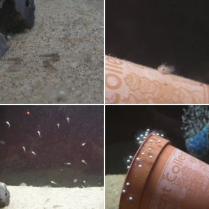 Axolotl Babies