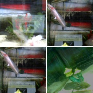 axolotls