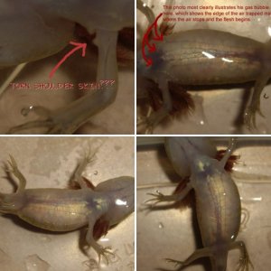 floating axie with gas bubble in stomach