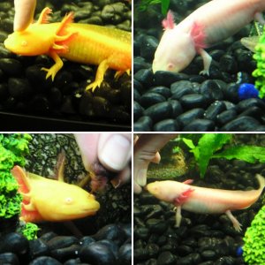 Peony & Sovereign - 04 June 09