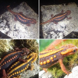 Tylototriton Shanjing