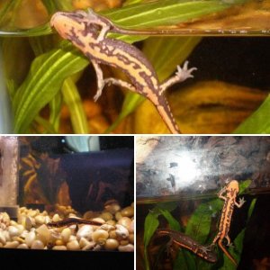 My very first newts!