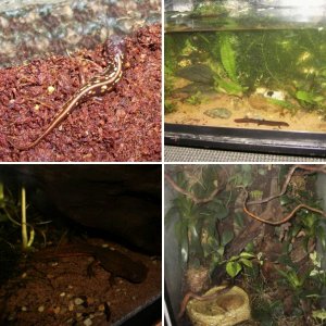 Vivariums and inhabitants