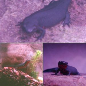 Chinese Fire Bellied Newts