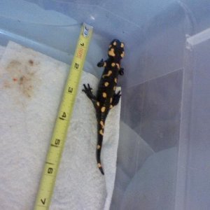 Fire salamander
