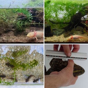 Aquatics 1