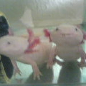 My Axolotls
