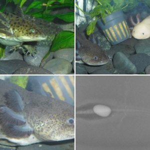 my axolotls