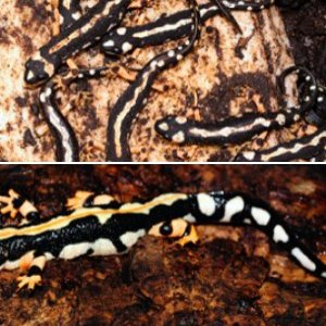 Luristan Newt - Neurergus kaiseri
