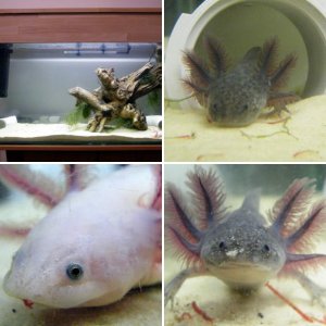 My Axolotls
