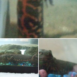 our newts