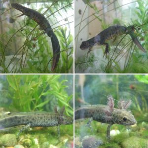 Triturus cristatus