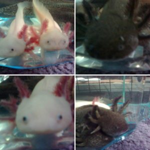 My Axolotls during a tank clean :)